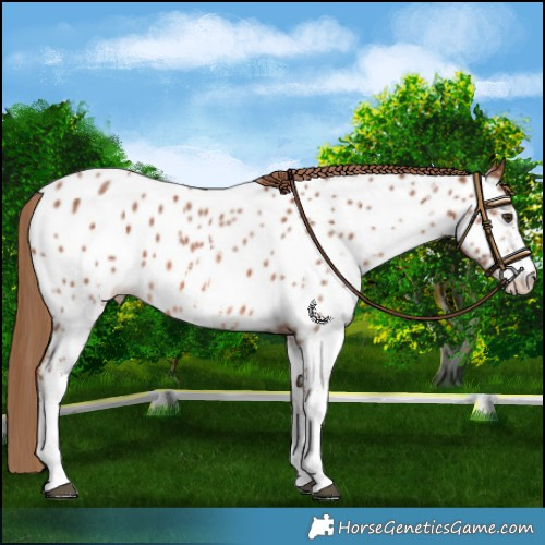 Horse Color:White Spotted Chestnut Near Leopard 