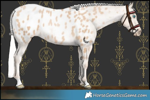Horse Color:Chocolate Silver Buckskin Pearl Appaloosa 