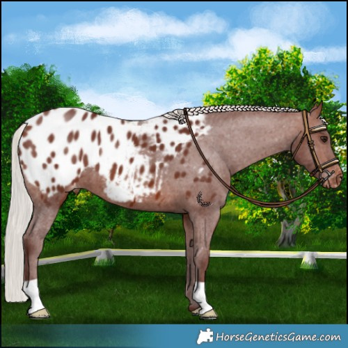 Horse Color:Chocolate Silver Brown Appaloosa 