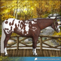 Horse Color:Chocolate Silver Brown Blanket