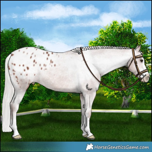 Horse Color:Chocolate Silver Bay Appaloosa 