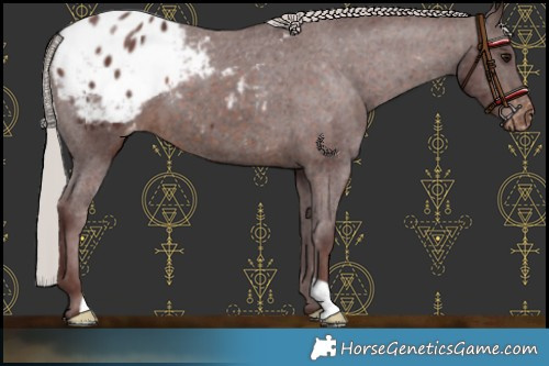 Horse Color:Chocolate Silver Brown Appaloosa 