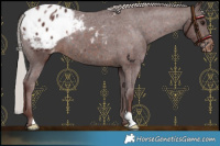 Horse Color:Chocolate Silver Brown Blanket 