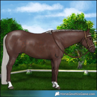 Horse Color:Chocolate Silver Brown 