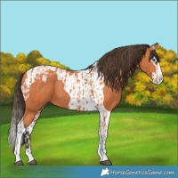 Horse Color:Bay Splash Tobiano Varnish  and Bay Splash Tobiano Varnish 