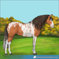 Horse Color:Bay Splash Tobiano Appaloosa  and Bay Splash Tobiano Appaloosa 