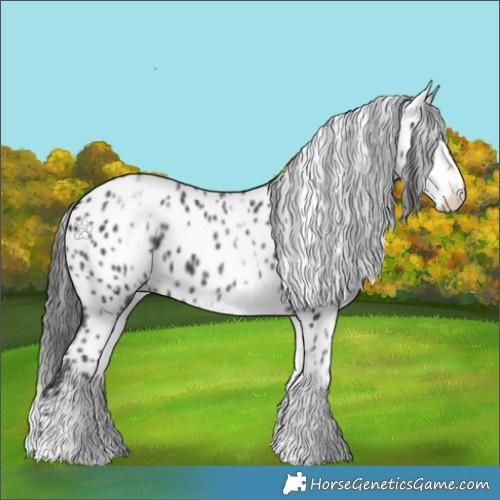 Horse Color:White Spotted Black Appaloosa
