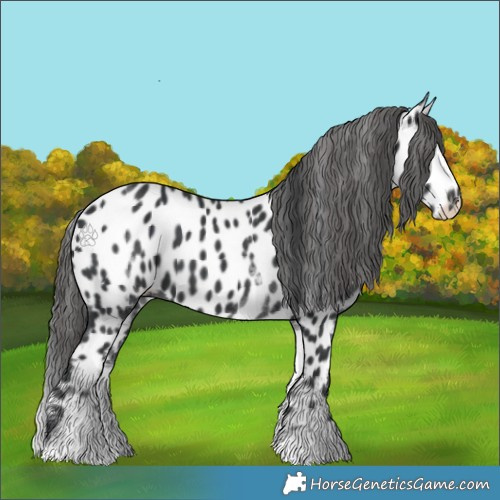 Horse Color:White Spotted Black Appaloosa 