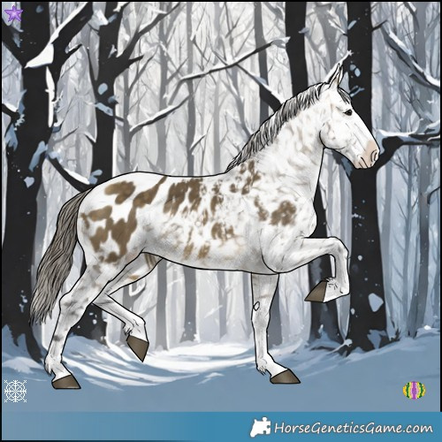 Horse Color:Buckskin Dun Splash Appaloosa