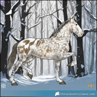 Horse Color:Buckskin Dun Splash Appaloosa 