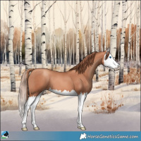 Horse Color:Gold Champagne Splash