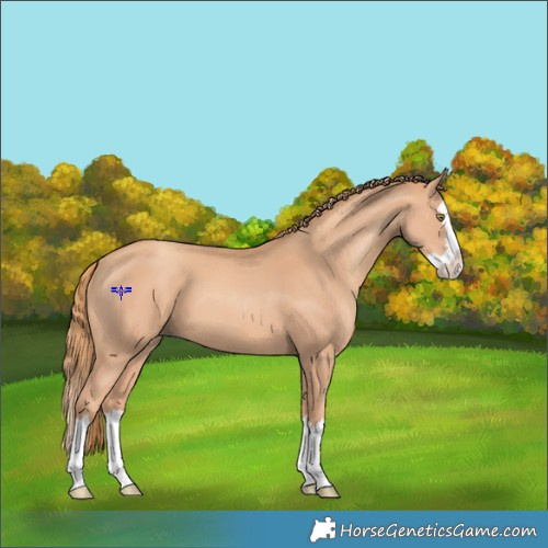Horse Color:Gold Champagne Splash 