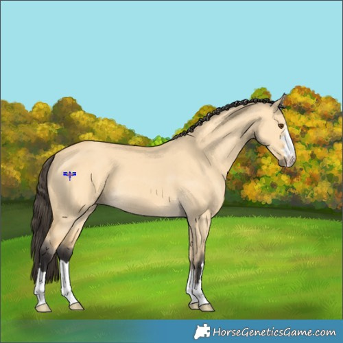 Horse Color:Buckskin Dun 
