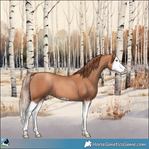 Horse Color:Gold Champagne Splash 