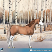 Horse Color:Gold Champagne Splash