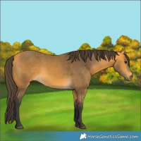 Horse Color:Buckskin