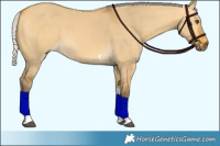 Horse Color:Silver Buckskin Dun Tobiano 