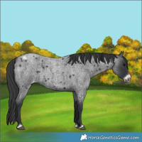 Horse Color:Blue Roan Frame Appaloosa 