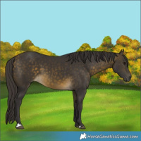 Horse Color:Buckskin 