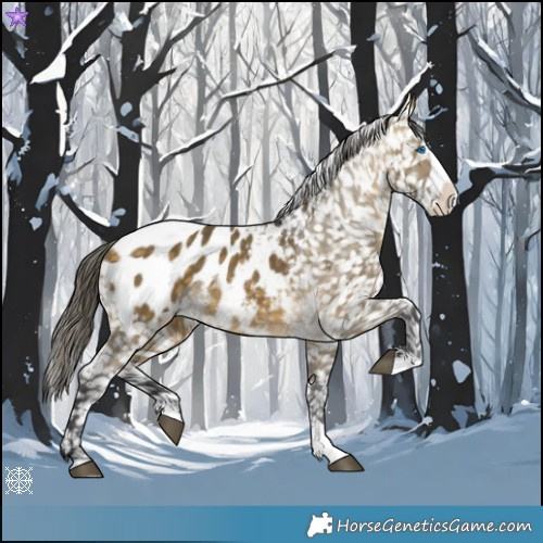 Horse Color:Buckskin Dun Splash Appaloosa
