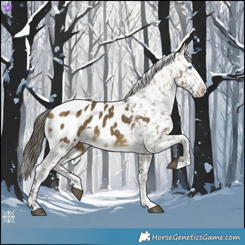 Horse Color:Buckskin Dun Splash Appaloosa 