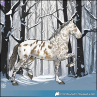 Horse Color:Buckskin Dun Splash Appaloosa 