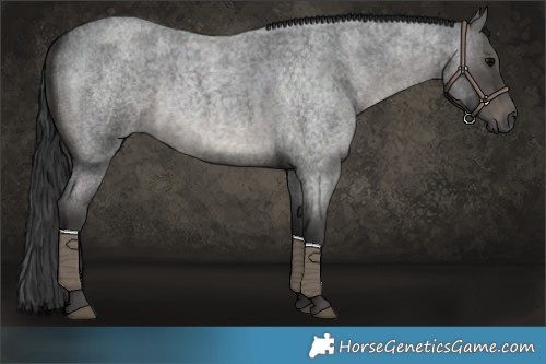 Horse Color:Blue Roan 