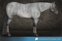 Horse Color:Blue Roan 