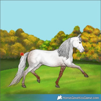 Horse Color:Gray Chestnut 