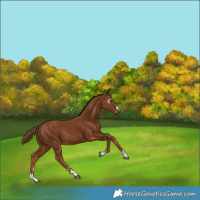 Horse Color:Unknown 