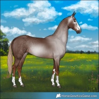 Horse Color:Gray Chestnut 