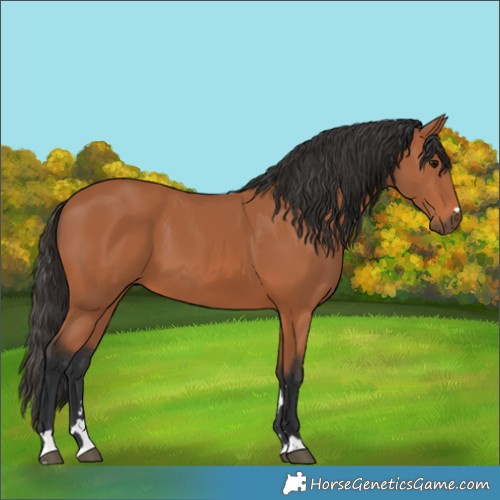 Horse Color:Bay 