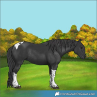 Horse Color:Black Tobiano Rabicano