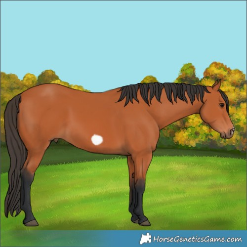 Horse Color:Bay Frame 