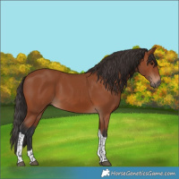 Horse Color:Bay Tobiano Rabicano