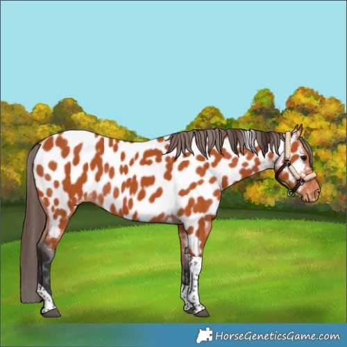 Horse Color:Bay Tobiano Appaloosa Rabicano 