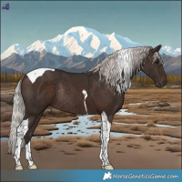 Horse Color:Silver Bay Tobiano Rabicano 