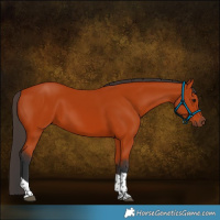 Horse Color:Bay Tobiano Rabicano 