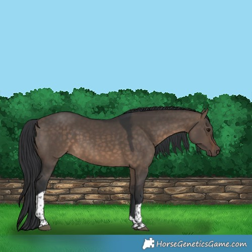 Horse Color:Brown Dun Tobiano Rabicano 
