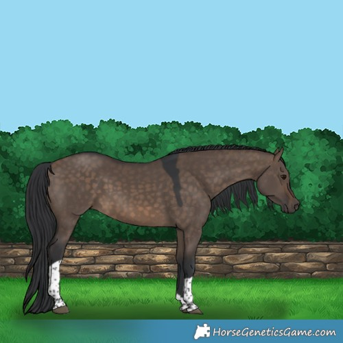 Horse Color:Brown Dun Tobiano Rabicano 