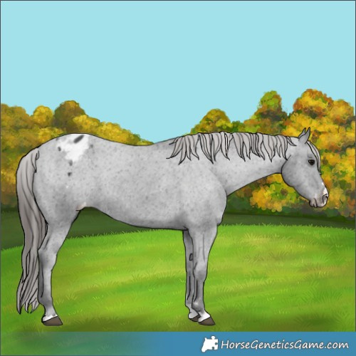 Horse Color:Black Appaloosa Rabicano 