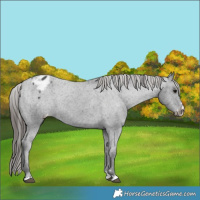 Horse Color:Black Varnish Rabicano 