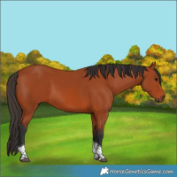 Horse Color:Bay Tobiano Rabicano 