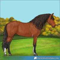 Horse Color:Bay Tobiano Rabicano 