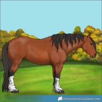 Horse Color:Bay Tobiano Rabicano 