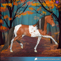 Horse Color:Bay Tobiano Rabicano 