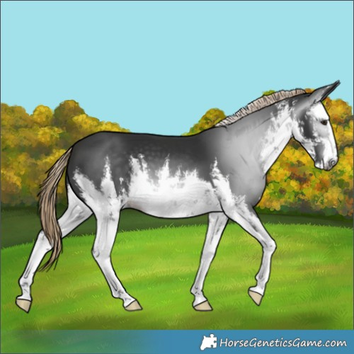 Horse Color:Gray White Spotted Liver Chestnut 