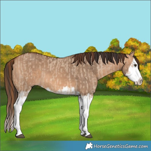 Horse Color:Red Dun Splash  and Bay Dun Splash 