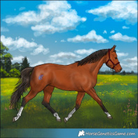Horse Color:Bay Tobiano Rabicano 