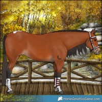 Horse Color:Bay Tobiano Rabicano 